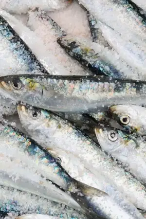 Pesca da sardinha encerra esta quarta-feira e só reabre em 2026